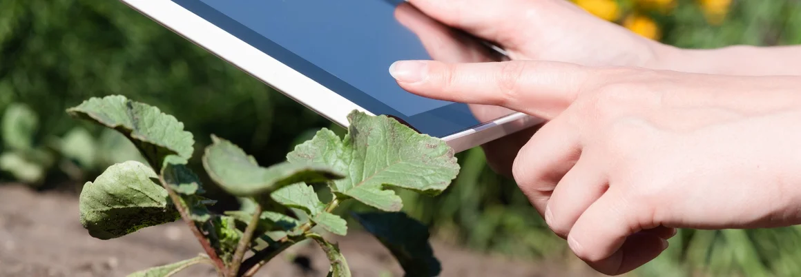 Hände mit Tablet über Radieschenpflanze